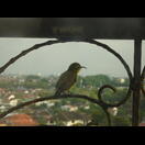 Dieser Kolibri(?) putzte sich direkt vor unserer Scheibe